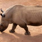 Африканское сафари в цифровом мире с носорогом в саванне