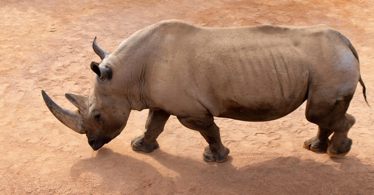 Африканское сафари в цифровом мире с носорогом в саванне