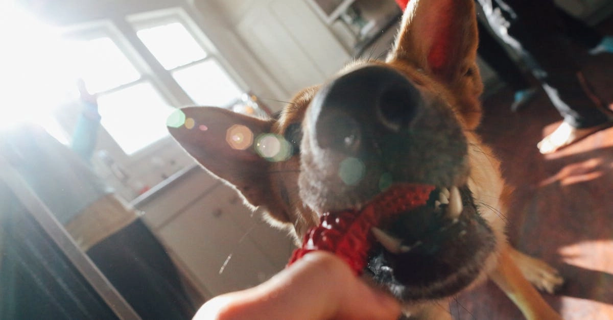 Империя четвероногих игровая легенда The Dog House