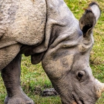 Путешествие в сердце Африки через Great Rhino Megaways