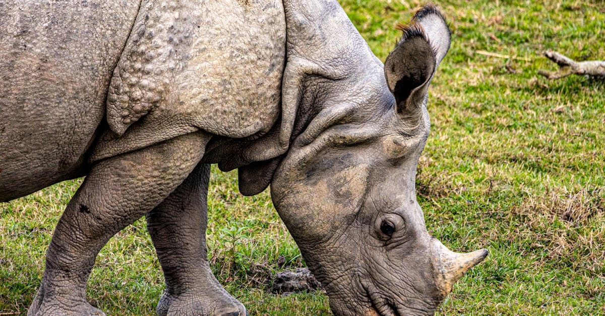 Путешествие в сердце Африки через Great Rhino Megaways